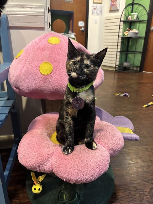 Cricket, an adopted Domestic Short Hair in The Colony, TX image 2/2