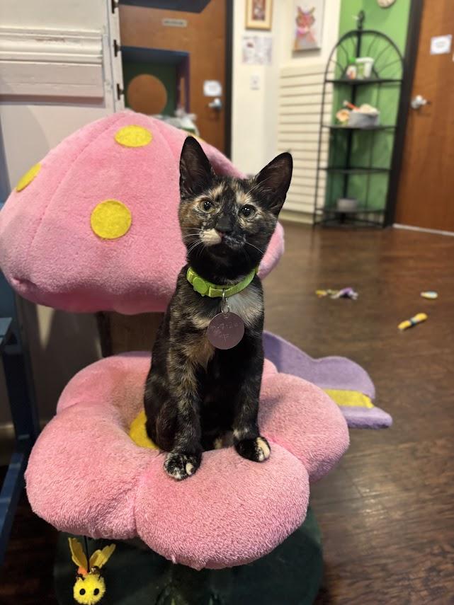 Cricket, an adopted Domestic Short Hair in The Colony, TX image 1/2