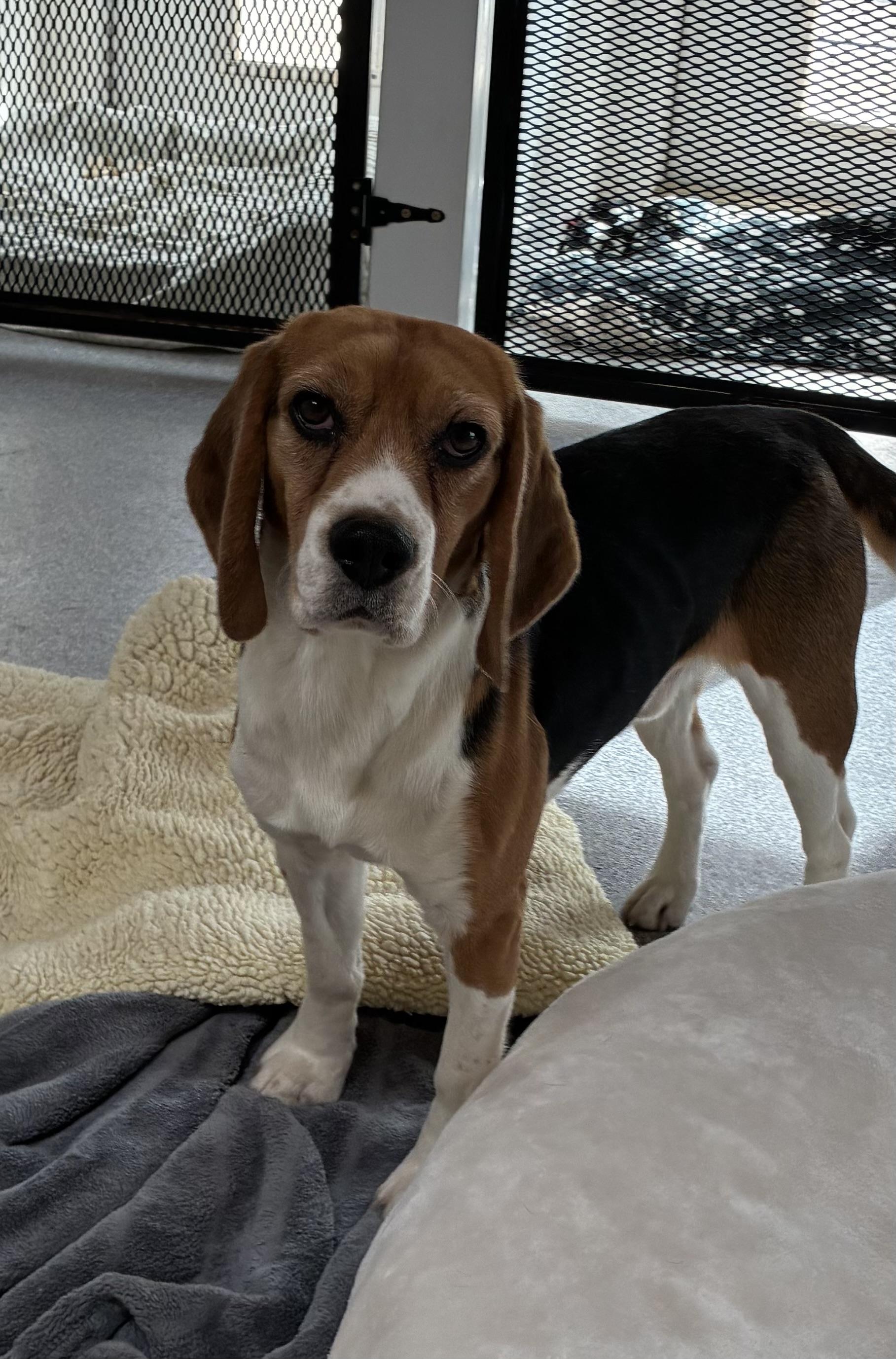 Enlarge Latham, a Adopted Beagle in Hartville, WY image 3/3