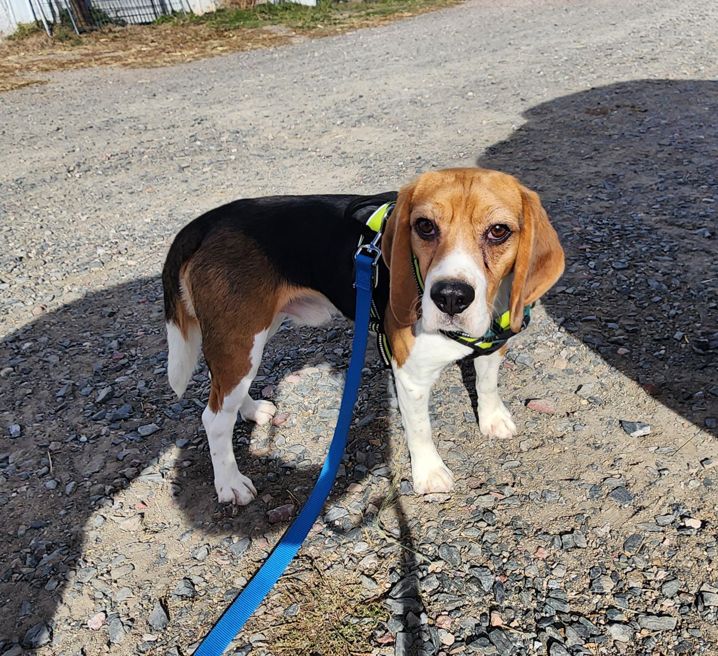 Enlarge Latham, a Adopted Beagle in Hartville, WY image 2/3