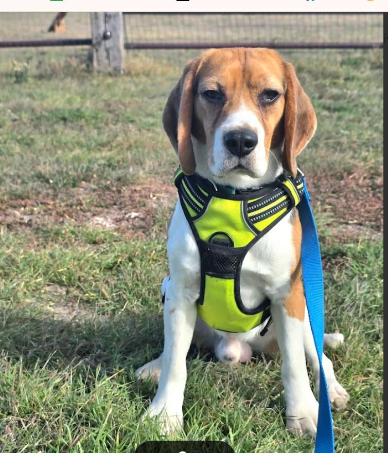 Latham, Adopted, Young Male Beagle.