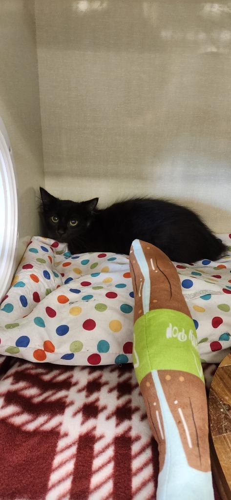 Bagheera, Adopted, Young Male Domestic Medium Hair.