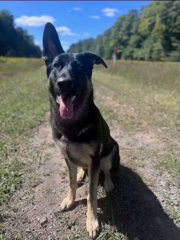 Enlarge Cupid, a Adoptable German Shepherd Dog in Rochester, NY image 1/3