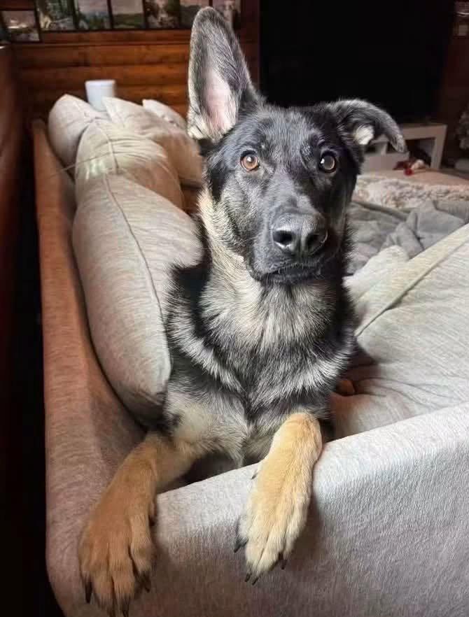 Enlarge Cupid, a Adoptable German Shepherd Dog in Rochester, NY image 2/3