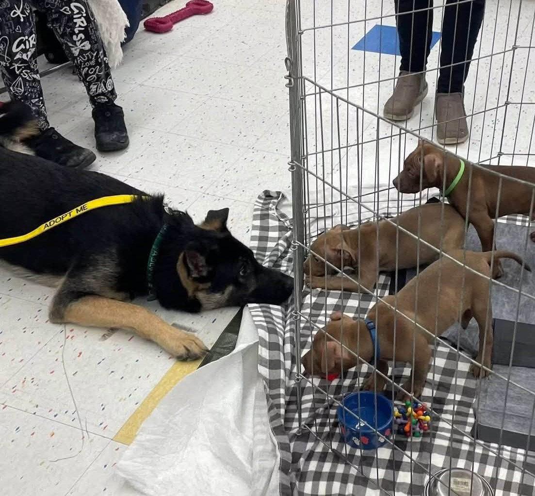 Enlarge Cupid, a Adoptable German Shepherd Dog in Rochester, NY image 3/3