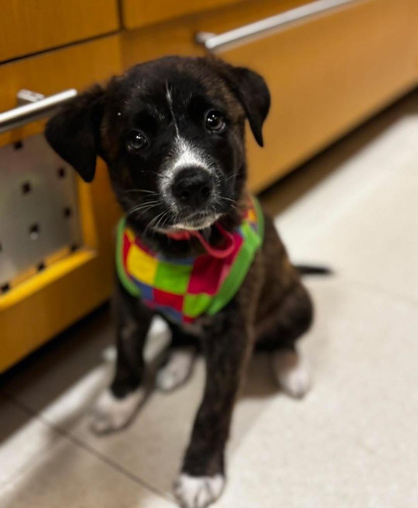 Enlarge Patsy, a Adoptable mixed breed in North Reading, MA image 2/4