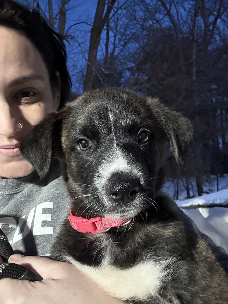 Enlarge Patsy, a Adoptable mixed breed in North Reading, MA image 3/4