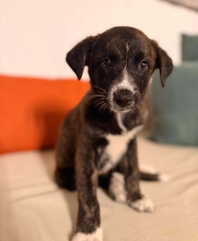 Enlarge Patsy, a Adoptable mixed breed in North Reading, MA image 4/4