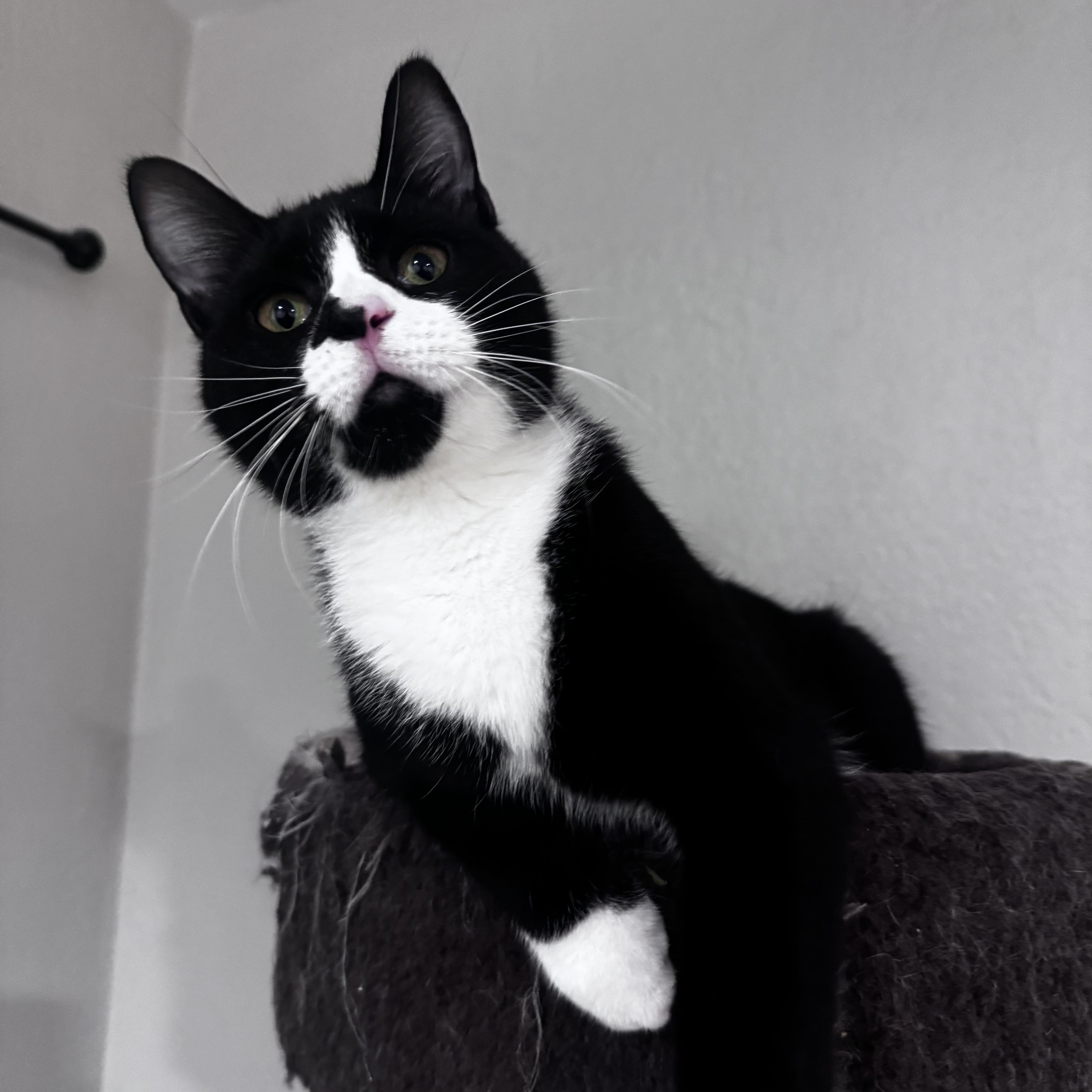 Enlarge Soap, a Adoptable Domestic Short Hair in Pembroke Pines, FL image 5/5