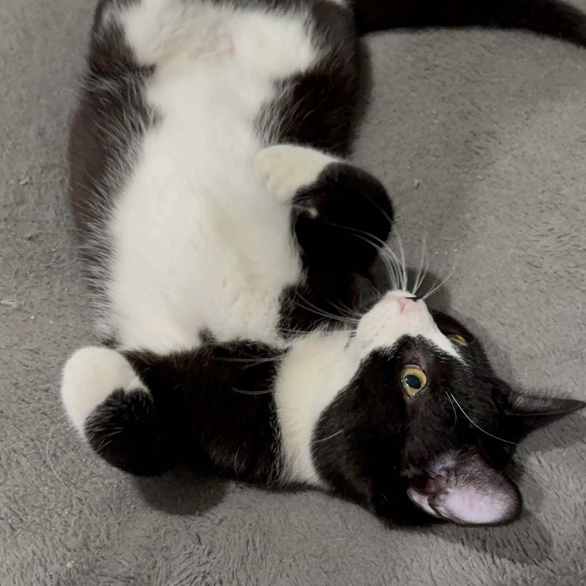 Enlarge Soap, a Adoptable Domestic Short Hair in Pembroke Pines, FL image 4/5