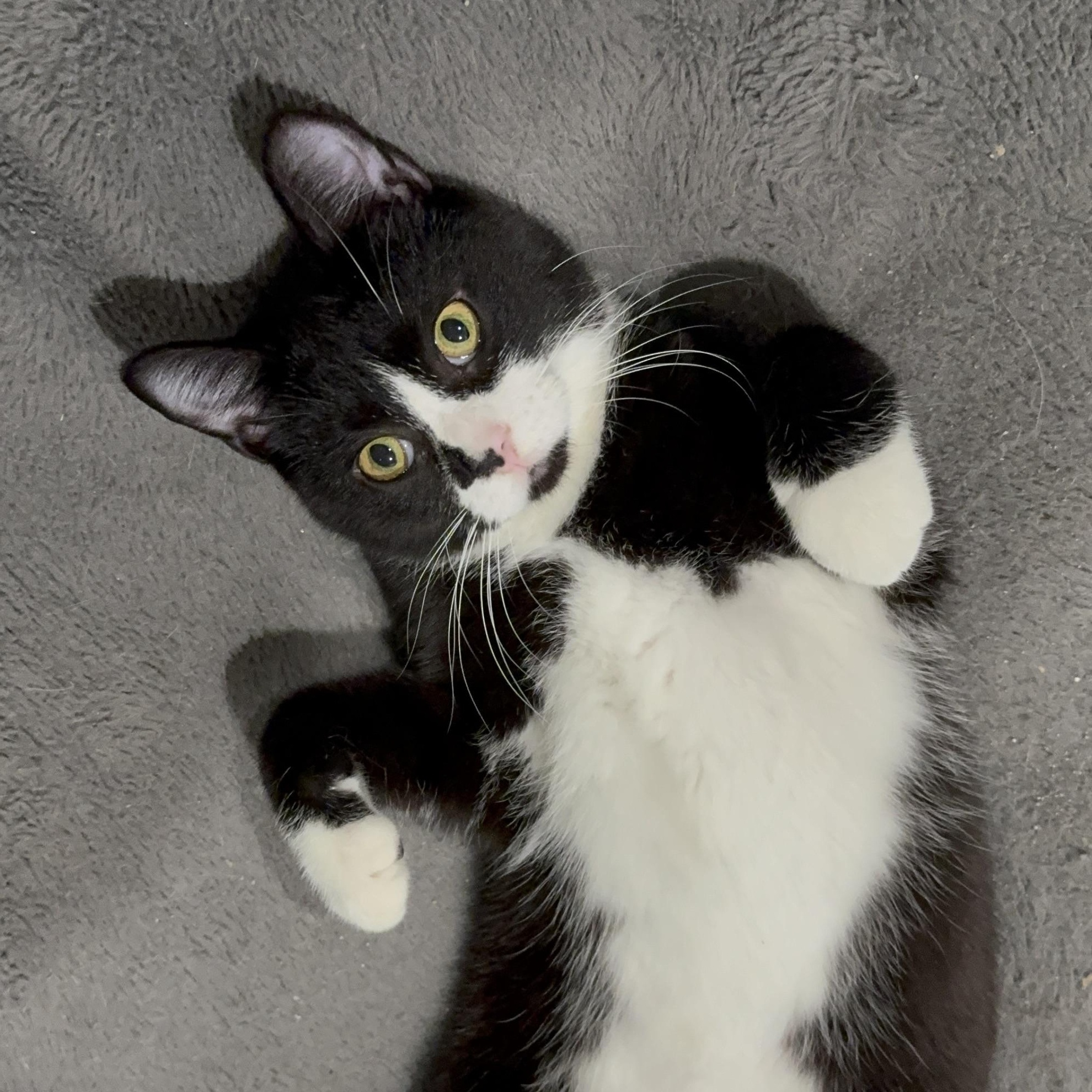 Enlarge Soap, a Adoptable Domestic Short Hair in Pembroke Pines, FL image 3/5