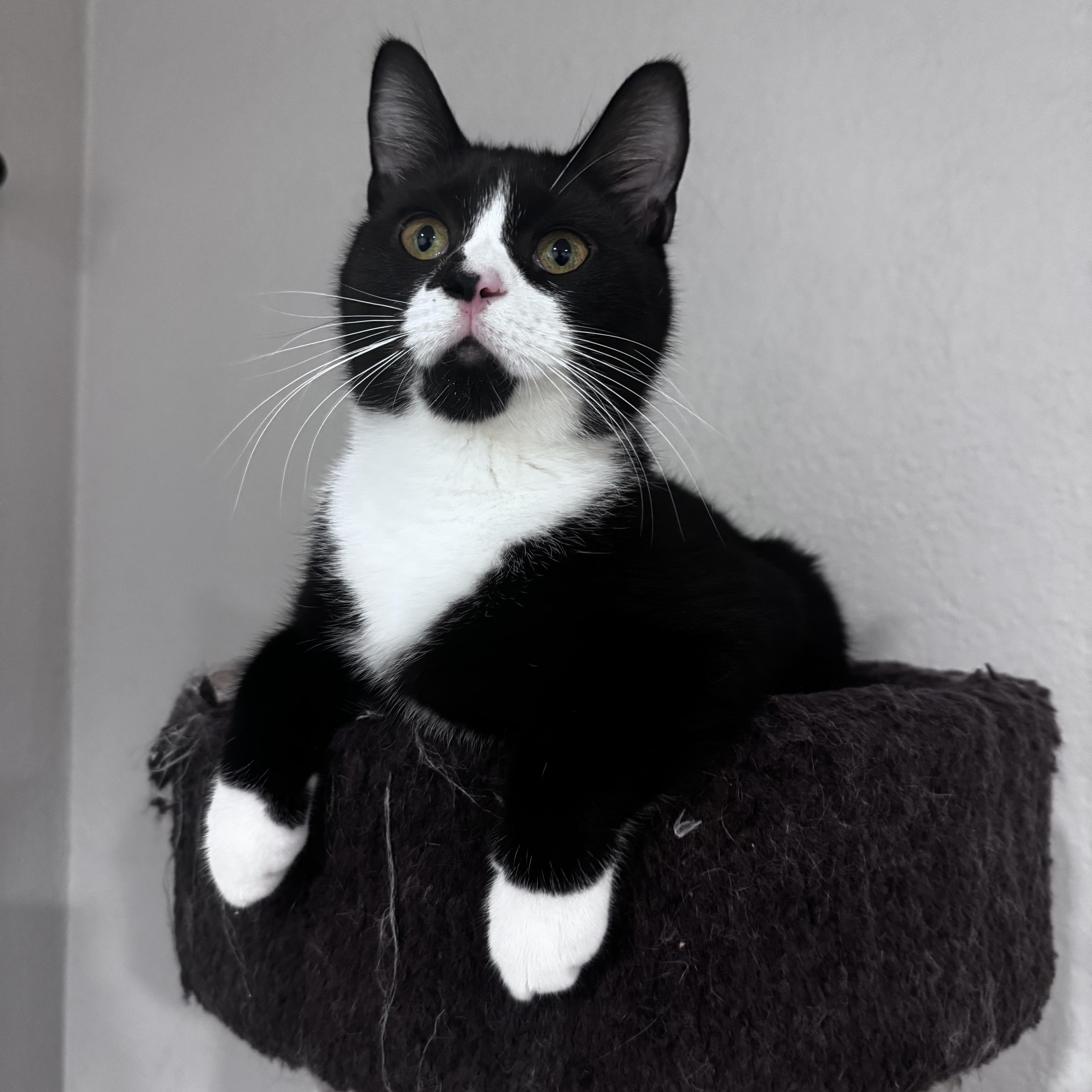 Enlarge Soap, a Adoptable Domestic Short Hair in Pembroke Pines, FL image 1/5