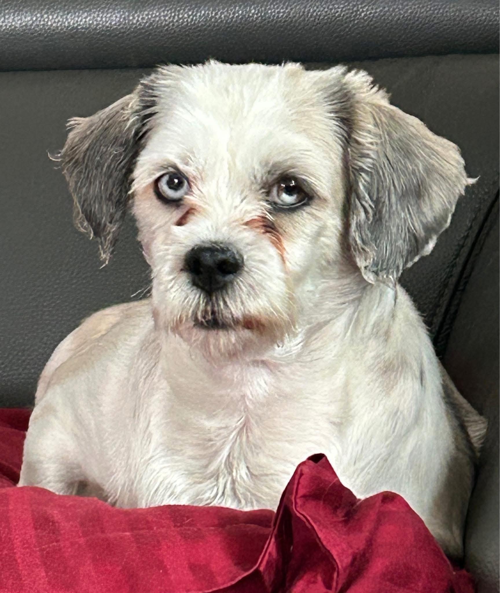 Enlarge Bluebell. ADOPTED, an adopted Lhasa Apso in Union Grove, WI image 2/3