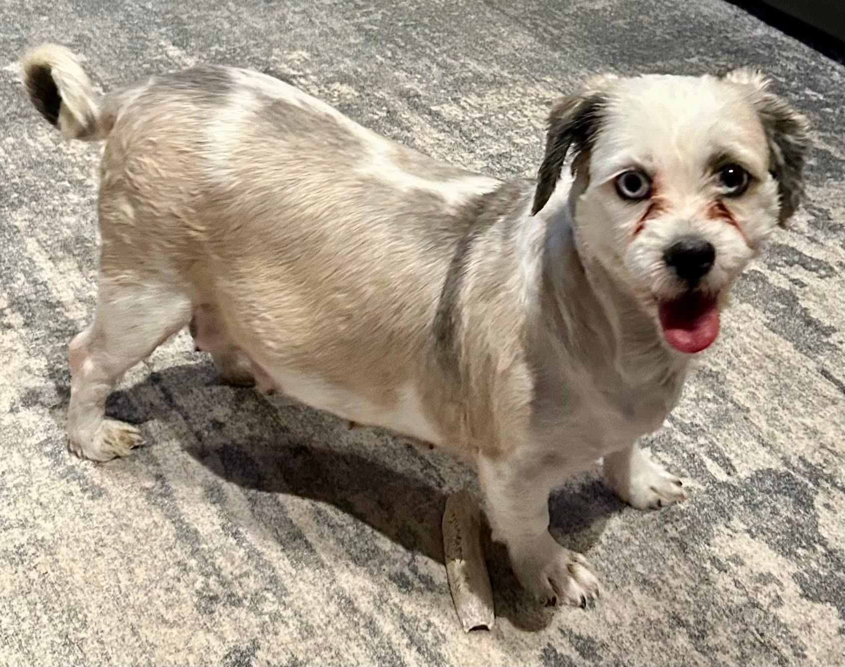 Enlarge Bluebell. ADOPTED, an adopted Lhasa Apso in Union Grove, WI image 3/3