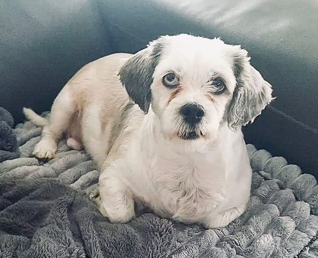 Bluebell. ADOPTED, adopted, Young Female Lhasa Apso.