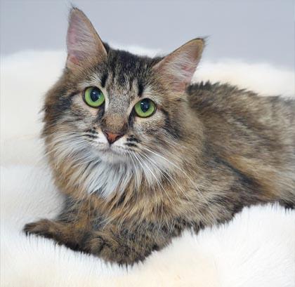 Sera, Adoptable, Adult Female Domestic Long Hair.