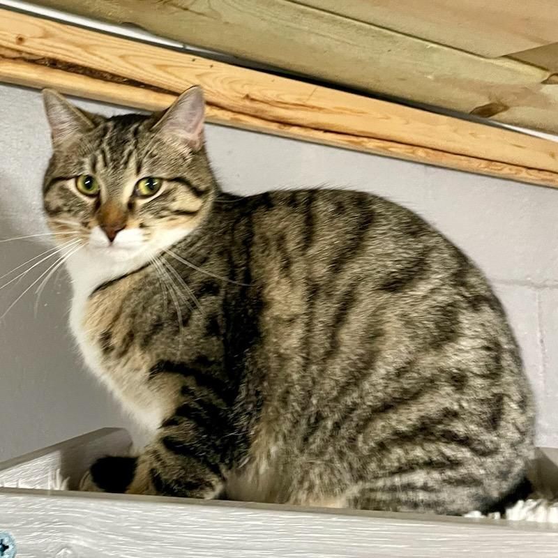 Enlarge Howard, a Adoptable mixed breed in Benson, MN image 1/4