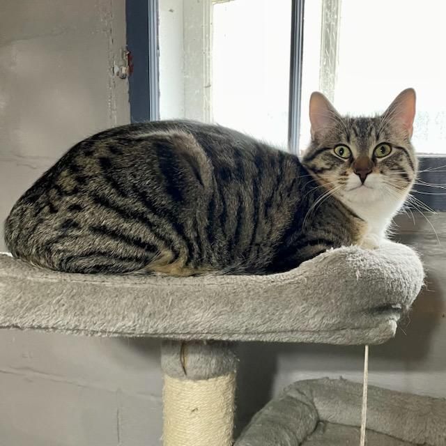 Enlarge Howard, a Adoptable mixed breed in Benson, MN image 2/4