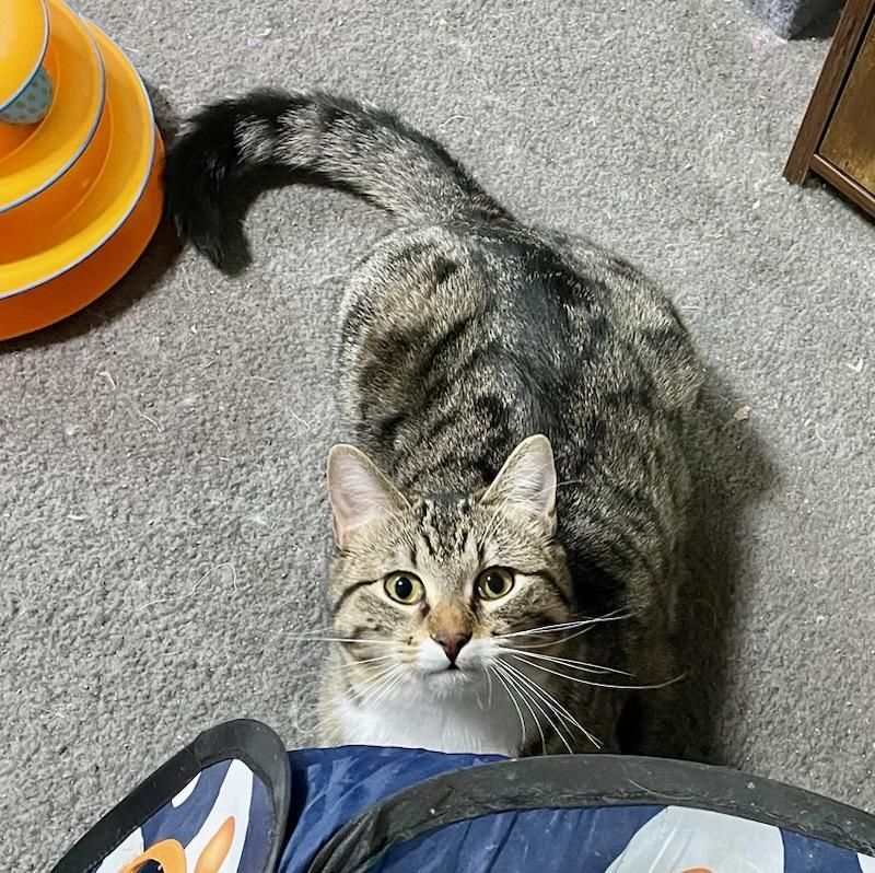 Enlarge Howard, a Adoptable mixed breed in Benson, MN image 3/4