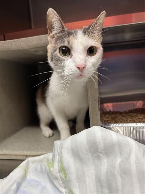 Enlarge SCENTED WAX MELTS, a Adoptable Domestic Short Hair in Louisville, KY image 1/1