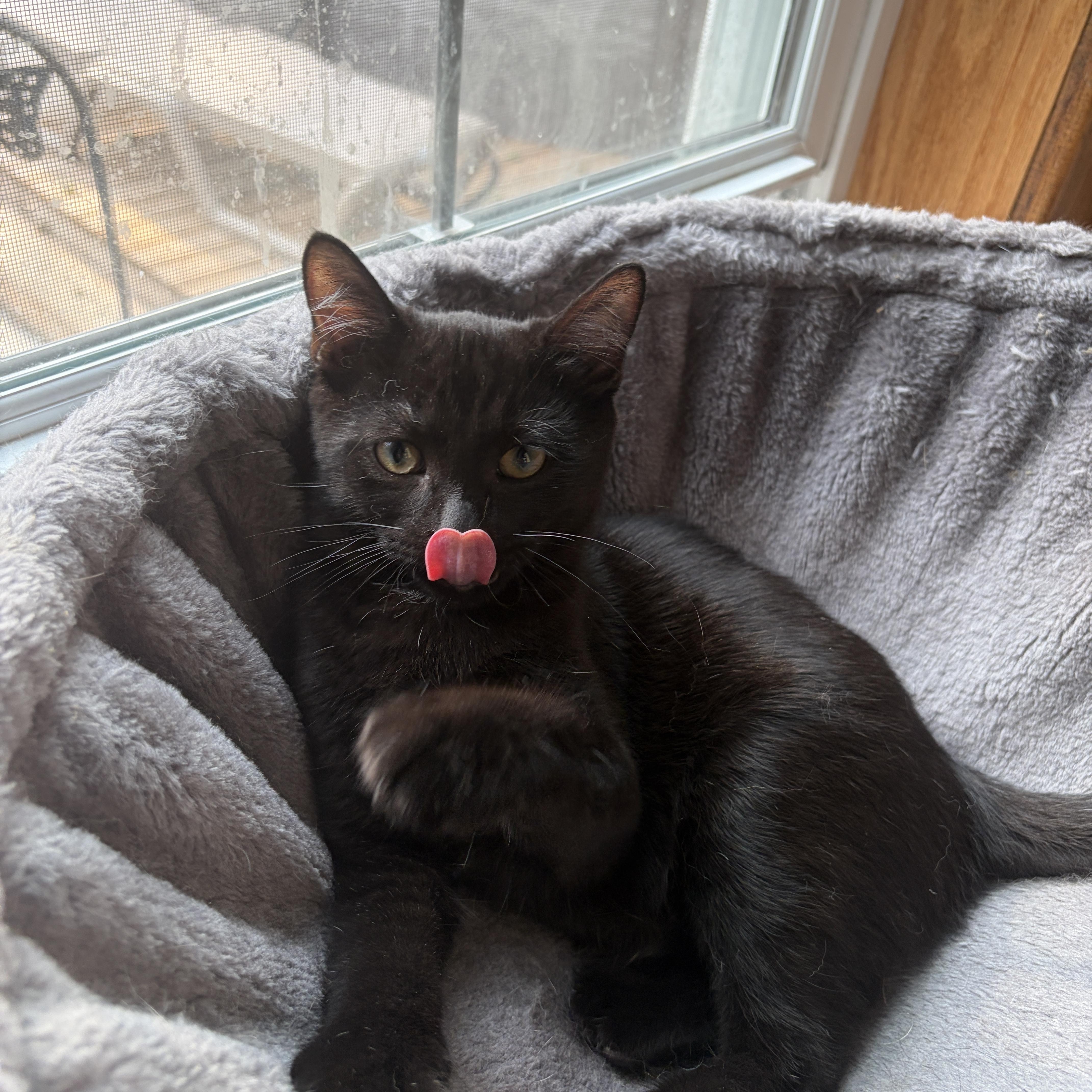 Enlarge GALAXY, a Adoptable Domestic Short Hair in Shakespeare, ON image 4/5
