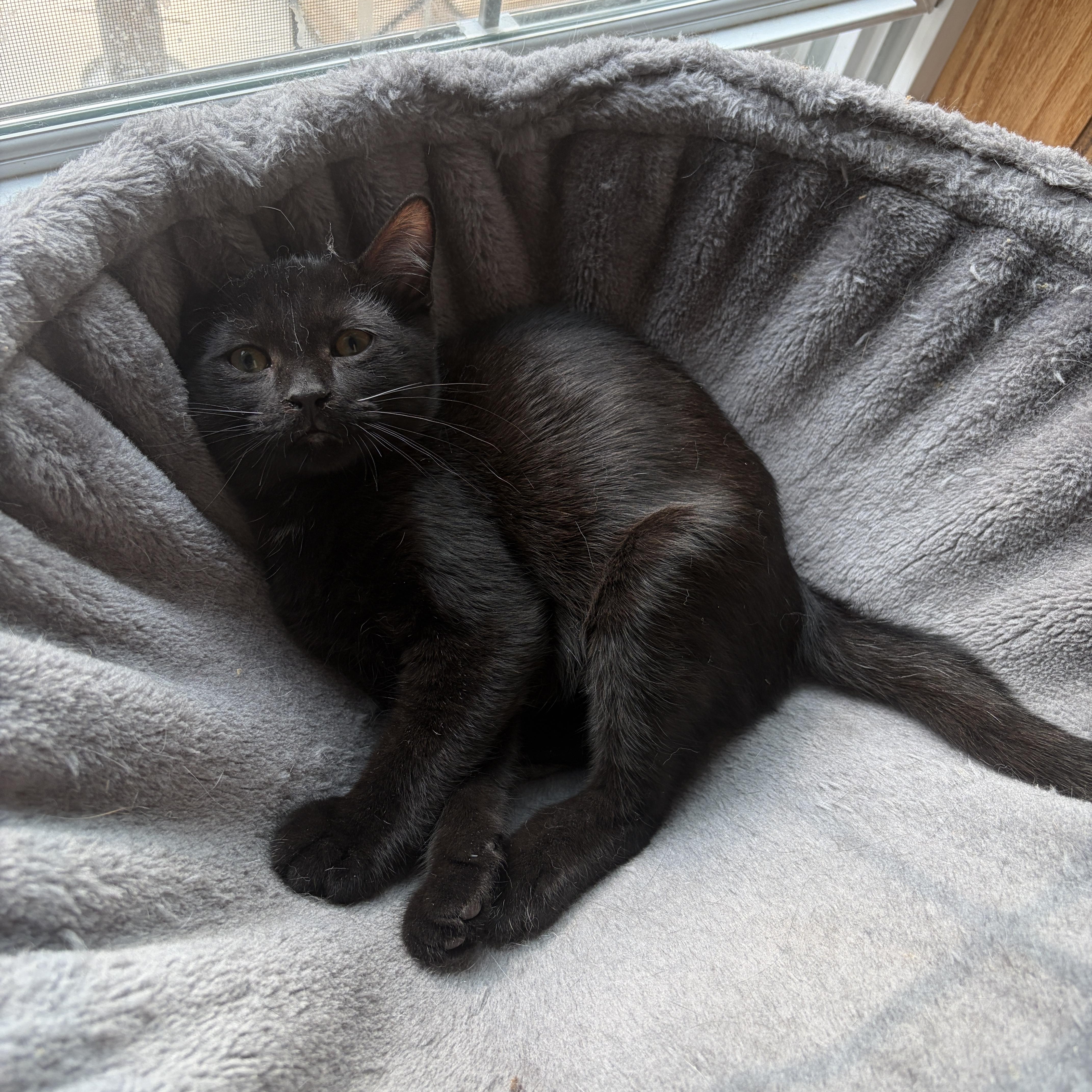 Enlarge GALAXY, a Adoptable Domestic Short Hair in Shakespeare, ON image 5/5