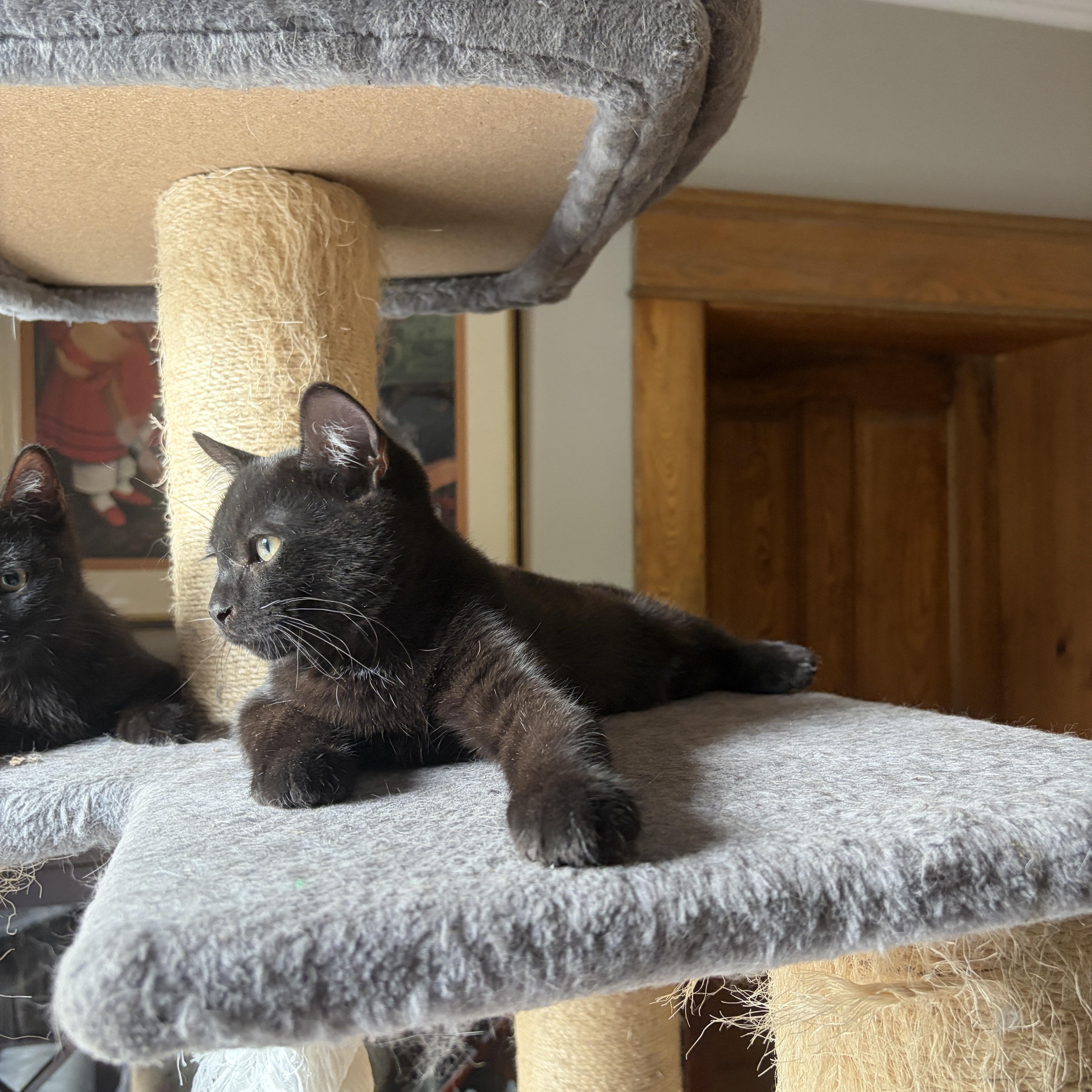 Enlarge GALAXY, a Adoptable Domestic Short Hair in Shakespeare, ON image 3/5