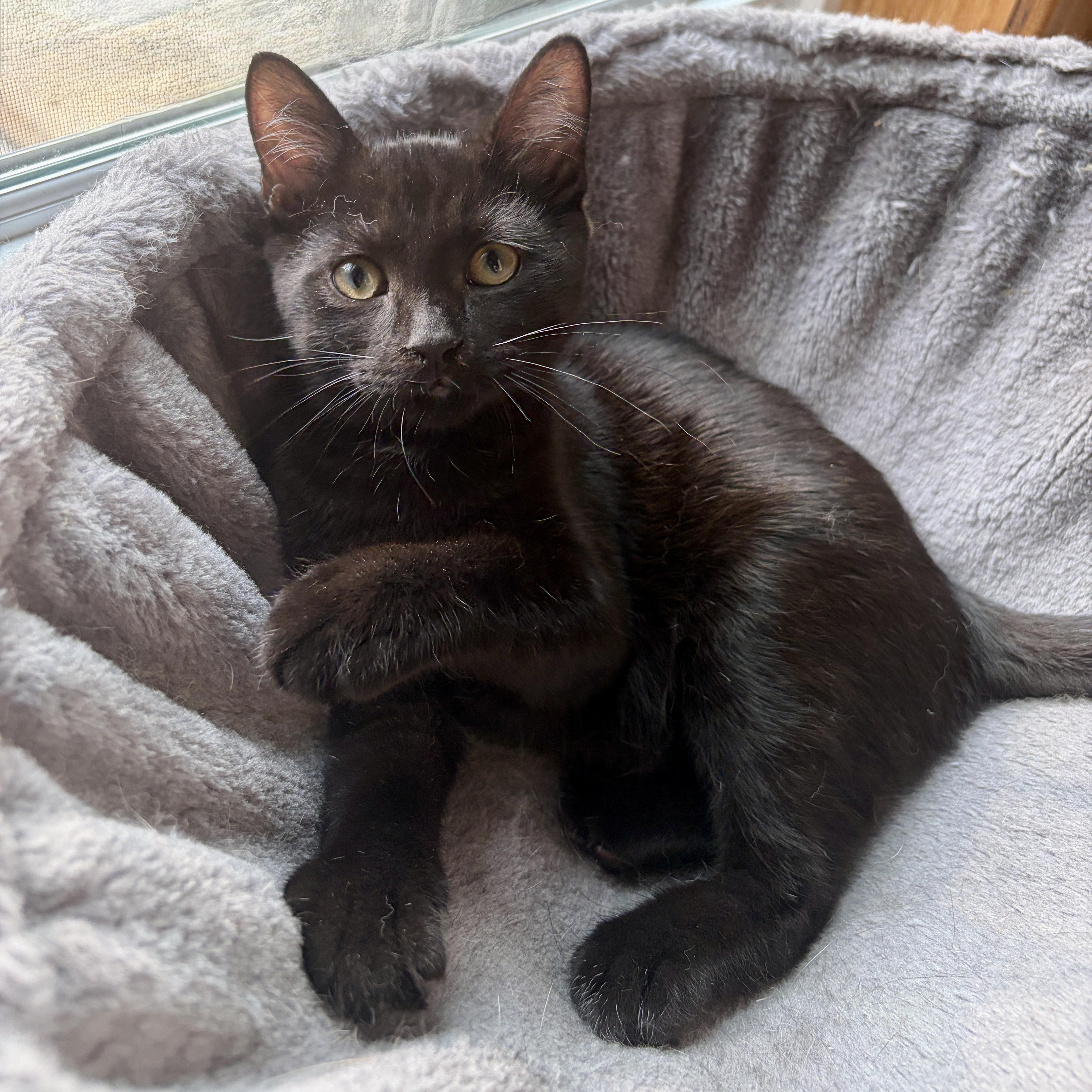 Enlarge GALAXY, a Adoptable Domestic Short Hair in Shakespeare, ON image 1/5