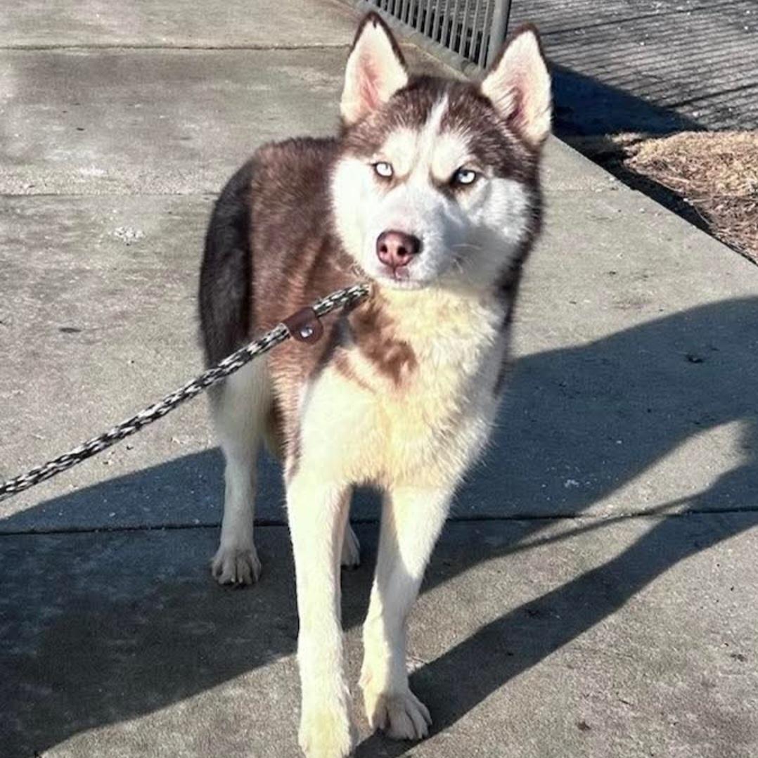 Togo, an adoptable mixed breed in Normal, IL image 4/5