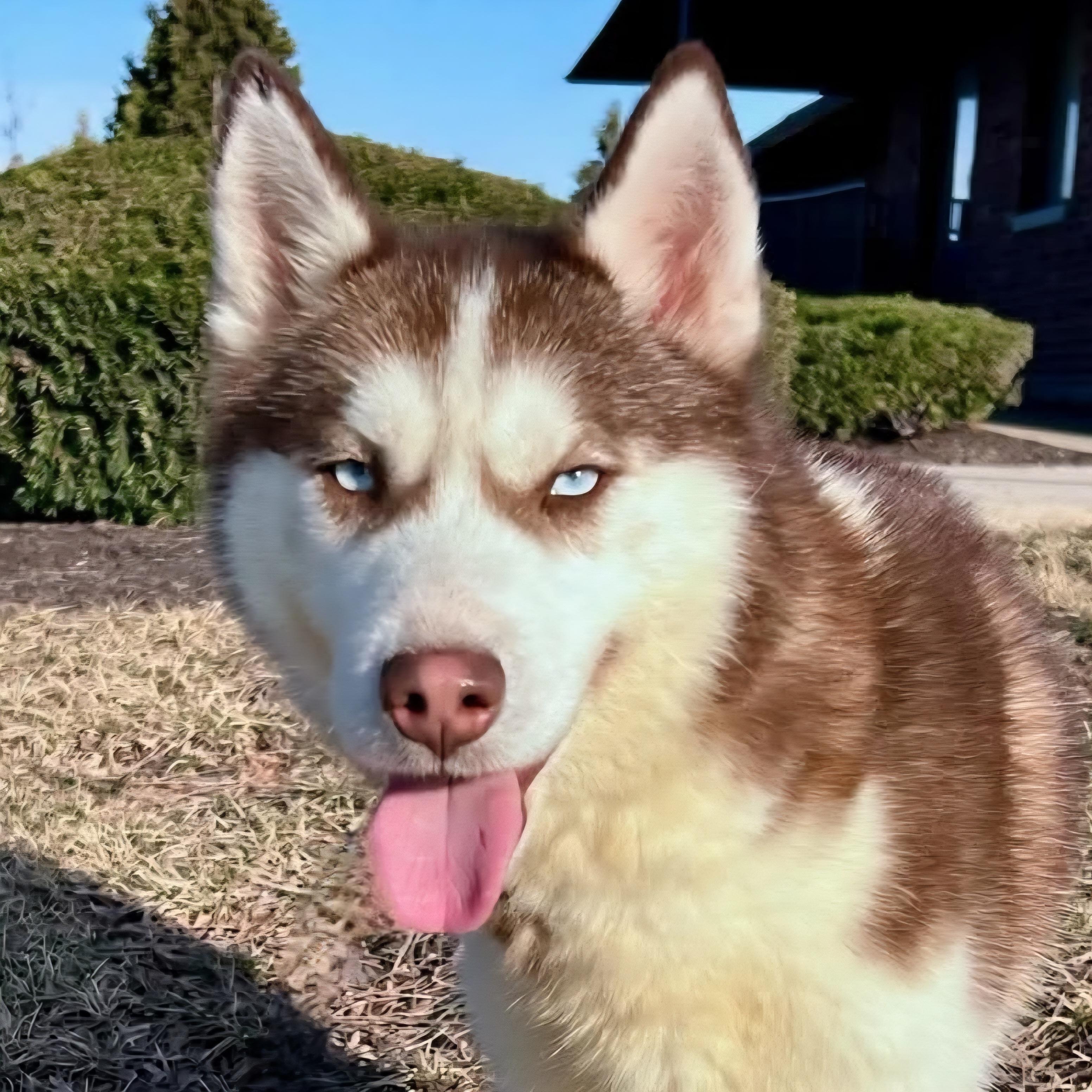 Togo, an adoptable mixed breed in Normal, IL image 1/5
