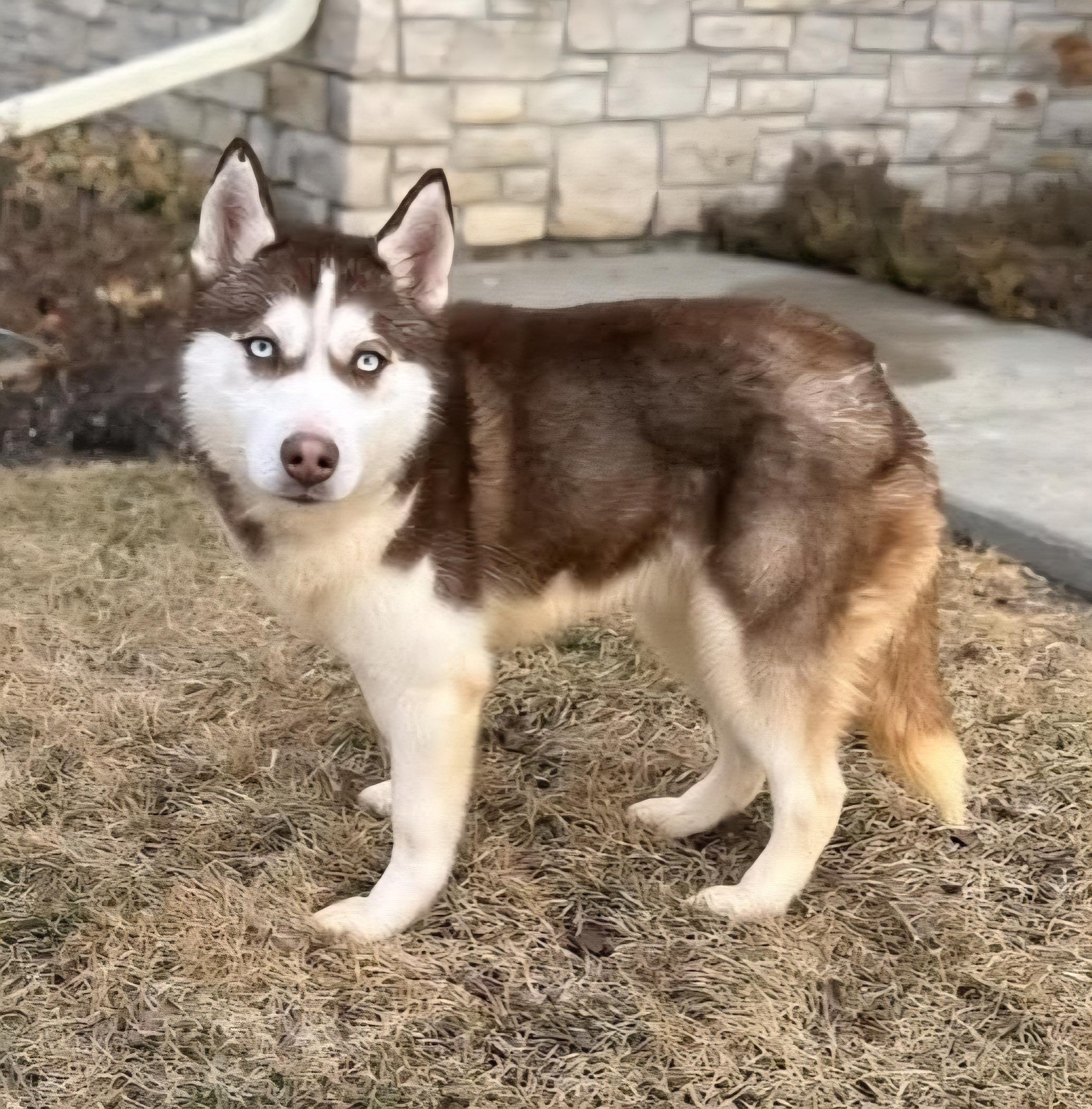 Togo, an adoptable mixed breed in Normal, IL image 2/5