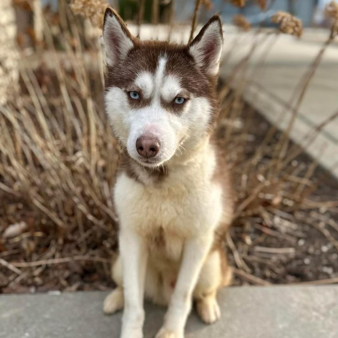 Togo, an adoptable mixed breed in Normal, IL image 5/5