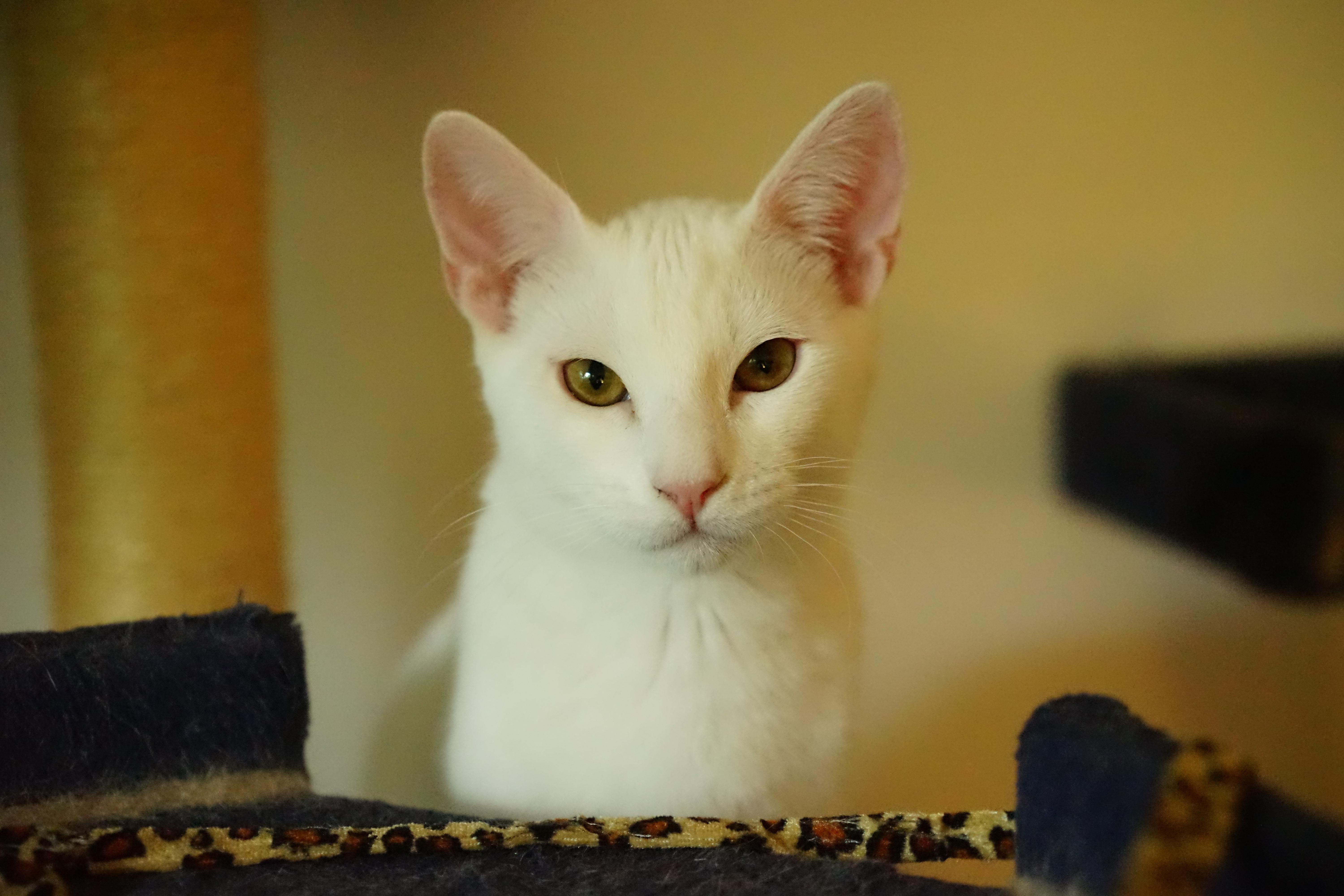 Enlarge Yogurt, a Adoptable American Shorthair in La Puente, CA image 1/5