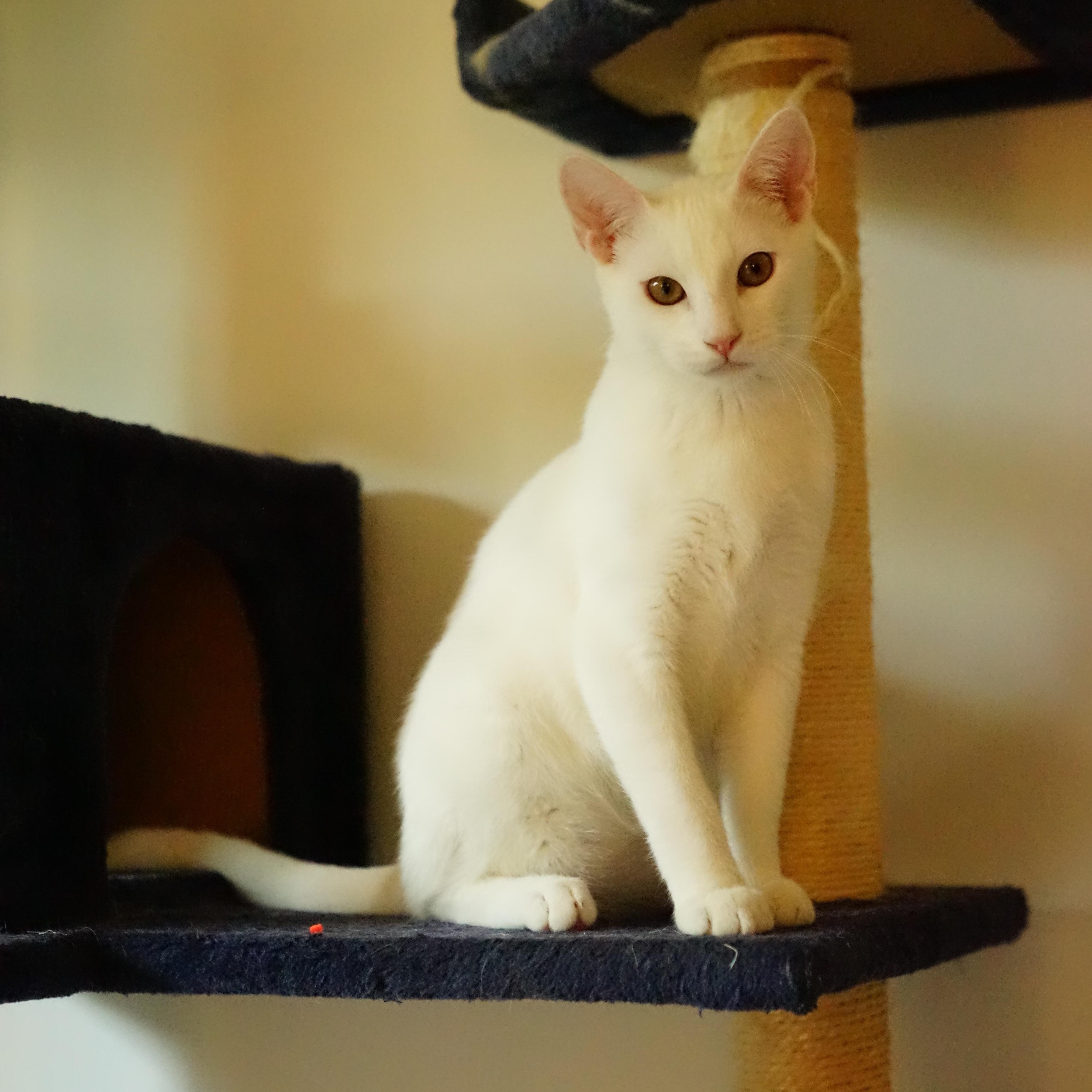 Enlarge Yogurt, a Adoptable American Shorthair in La Puente, CA image 2/5