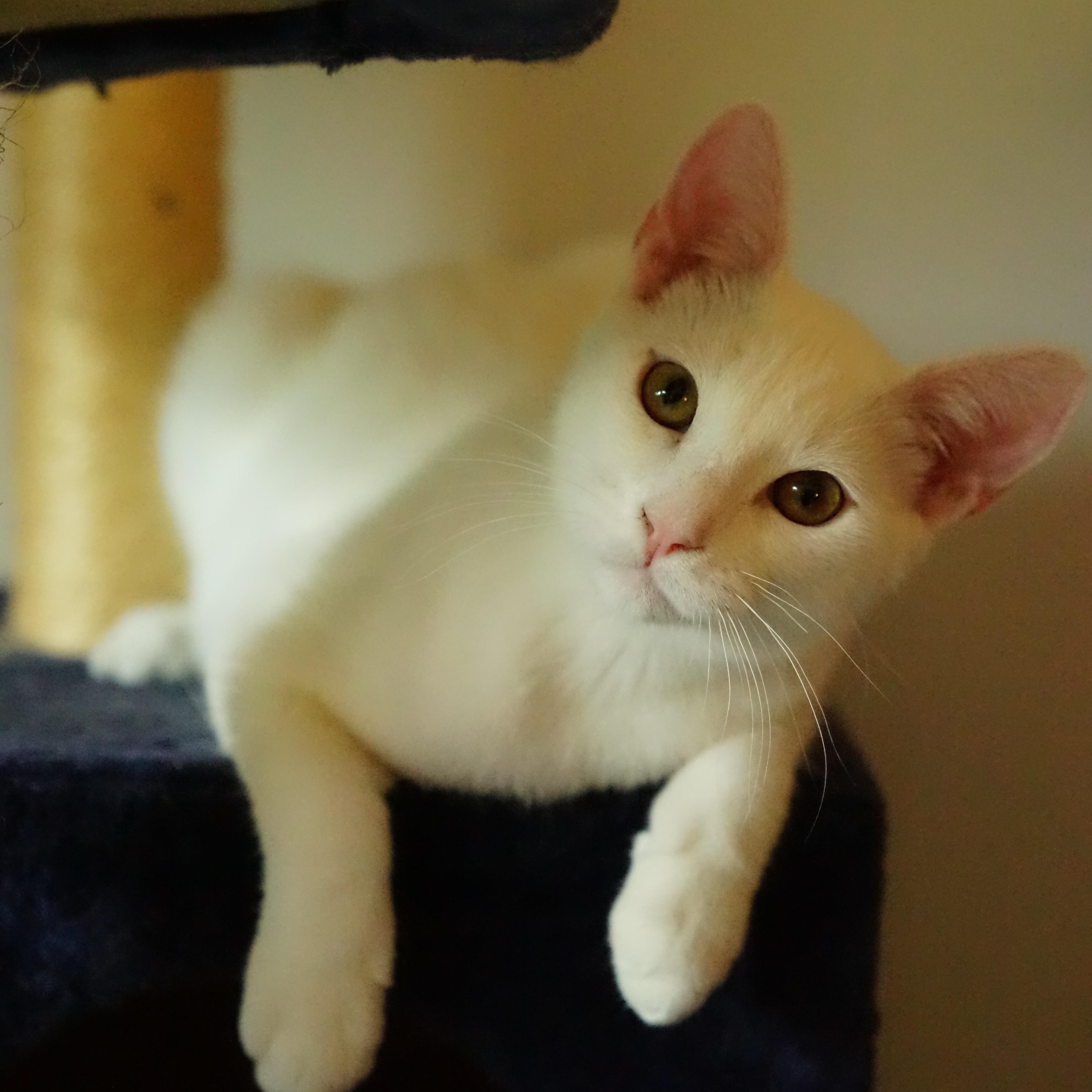 Enlarge Yogurt, a Adoptable American Shorthair in La Puente, CA image 3/5