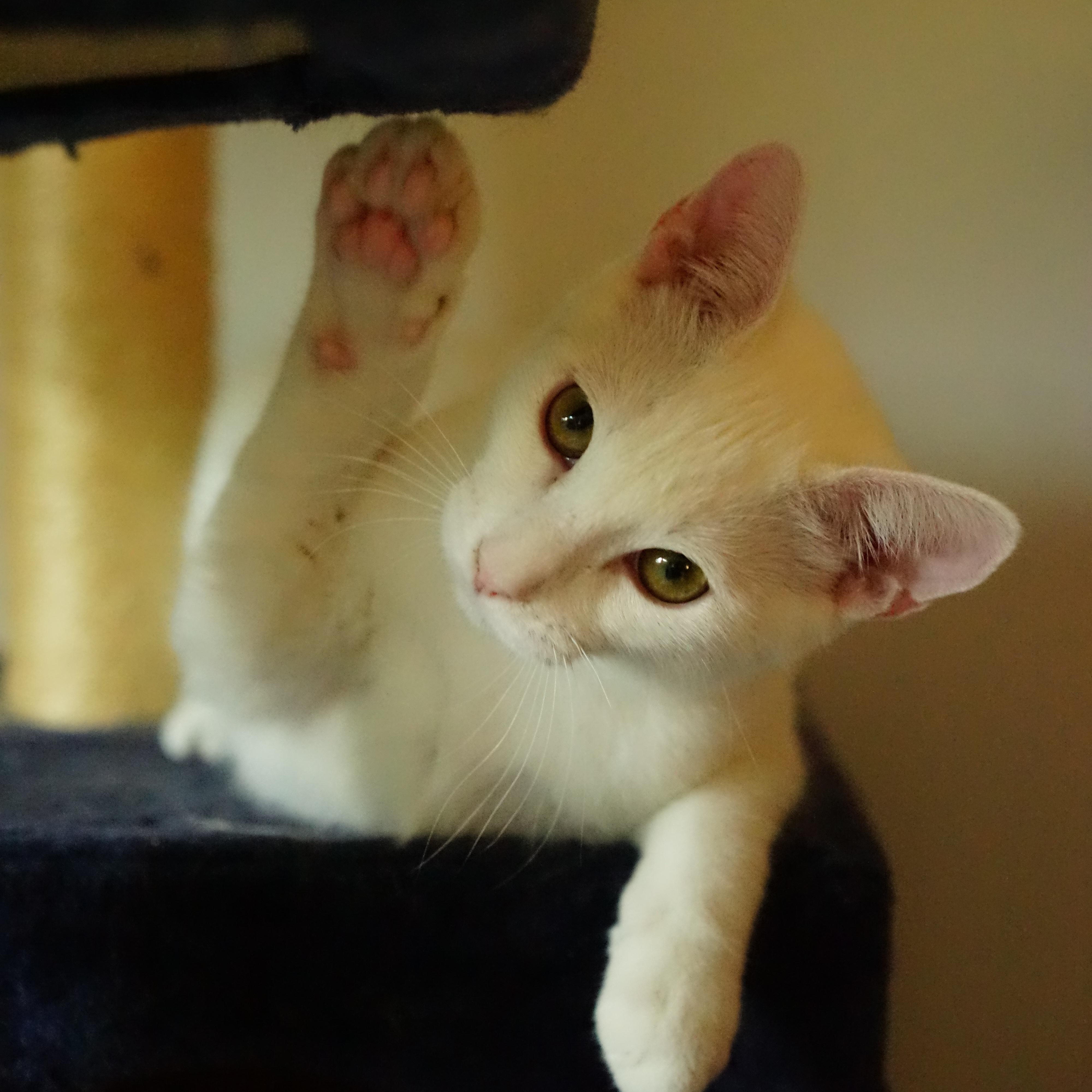 Enlarge Yogurt, a Adoptable American Shorthair in La Puente, CA image 4/5