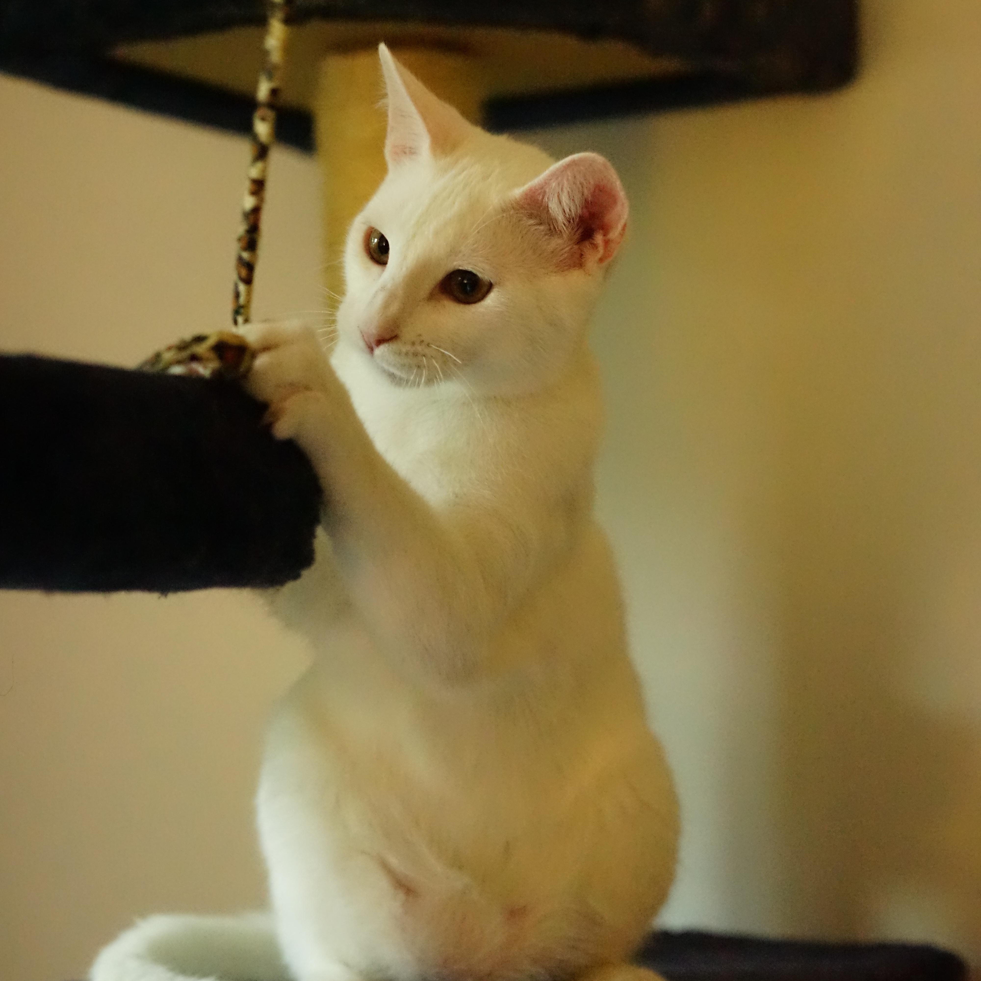 Enlarge Yogurt, a Adoptable American Shorthair in La Puente, CA image 5/5