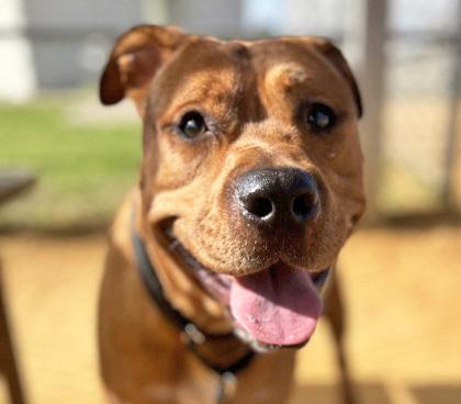 SOLO, ADOPTABLE, Young Male Mixed Breed.