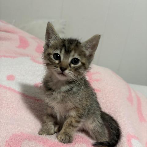 Winnie, Adoptable, Kitten Female Domestic Short Hair.