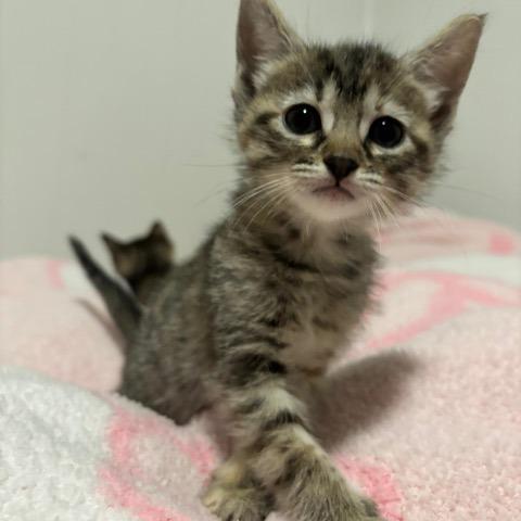 Enlarge Winnie, a Adoptable Domestic Short Hair in Baytown, TX image 2/5