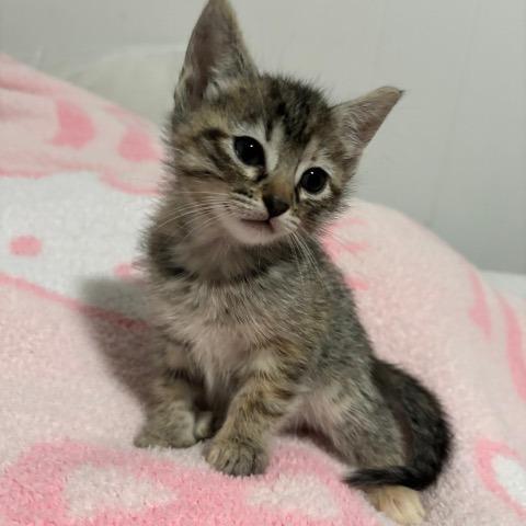 Enlarge Winnie, a Adoptable Domestic Short Hair in Baytown, TX image 3/5