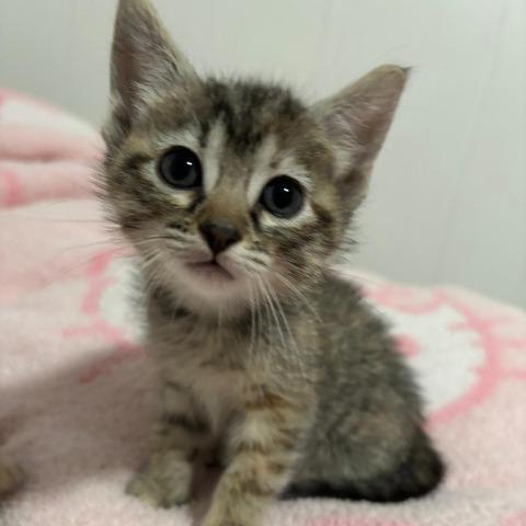 Enlarge Winnie, a Adoptable Domestic Short Hair in Baytown, TX image 4/5