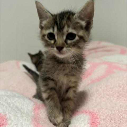 Enlarge Winnie, a Adoptable Domestic Short Hair in Baytown, TX image 5/5