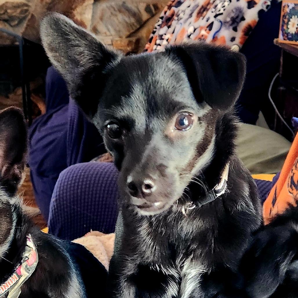 Bart, Adoptable, Young Male Schnauzer & Mixed Breed.