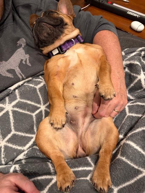 Enlarge Franny, an adopted French Bulldog in Fairfield, CA image 2/5