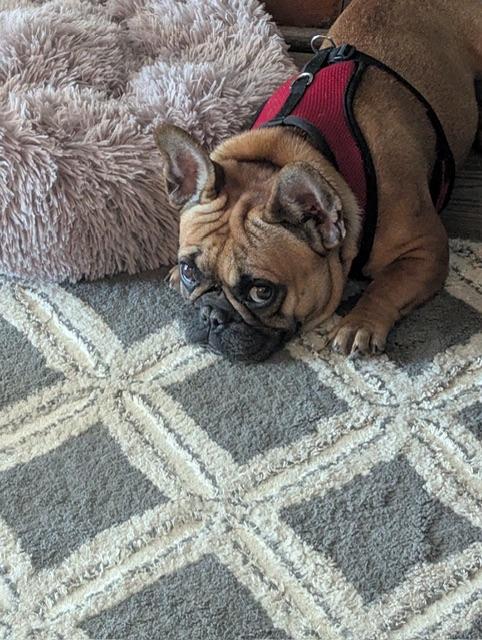 Enlarge Franny, an adopted French Bulldog in Fairfield, CA image 3/5