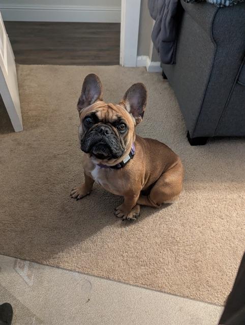 Enlarge Franny, an adopted French Bulldog in Fairfield, CA image 1/5