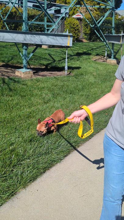 Enlarge Franny, an adopted French Bulldog in Fairfield, CA video 5/5