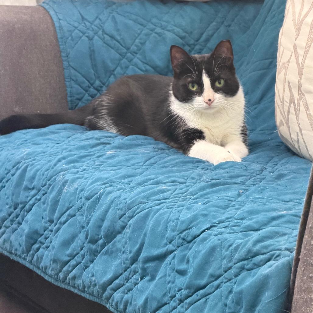Enlarge Molly, a Adoptable Domestic Short Hair in PITTSBURGH, PA image 2/2