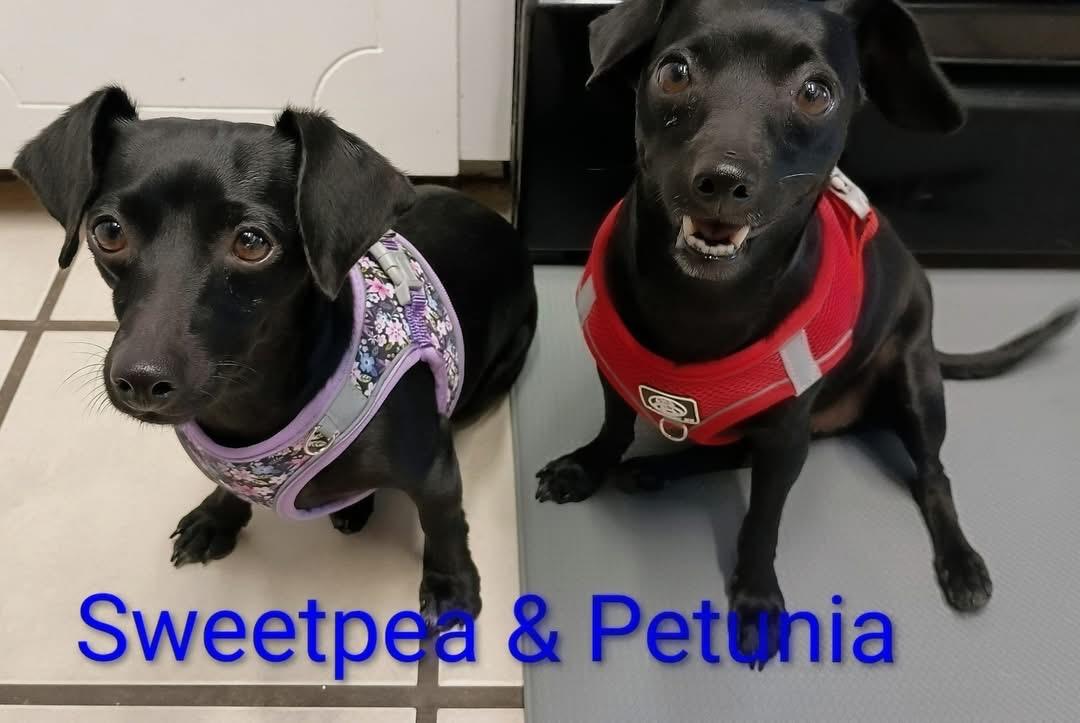 Petunia, a ADOPTABLE mixed breed in Temple, TX image 2/3